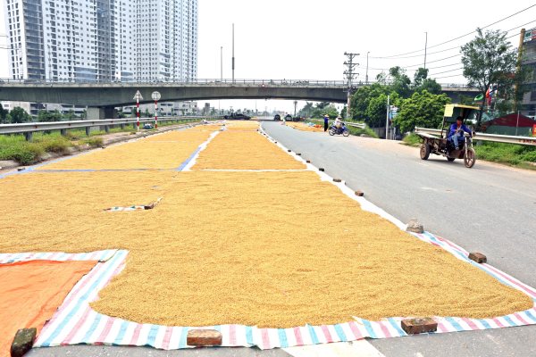 Minh Quý Group cung cấp bạt sọc 3 màu với nhiều khổ rộng.